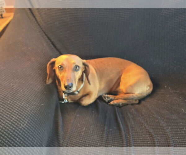 Medium Photo #3 Dachshund Puppy For Sale in Sioux Falls, SD, USA