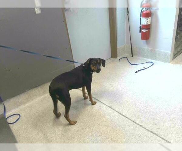 Medium Photo #1 Mutt Puppy For Sale in Tallahassee, FL, USA