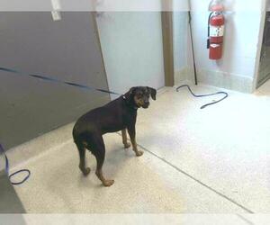 Mutt Dogs for adoption in Tallahassee, FL, USA