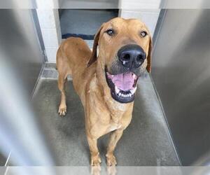 Rhodesian Ridgeback-Unknown Mix Dogs for adoption in Orange, CA, USA