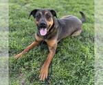 Small Shepweiller