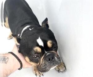 Bulldog-Unknown Mix Dogs for adoption in Houston, TX, USA