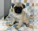 Small #5 Pug