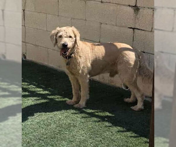 Medium Photo #5 Labradoodle Puppy For Sale in McKinney, TX, USA