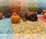 Small Photo #9 Shorkie Tzu Puppy For Sale in EDMOND, OK, USA