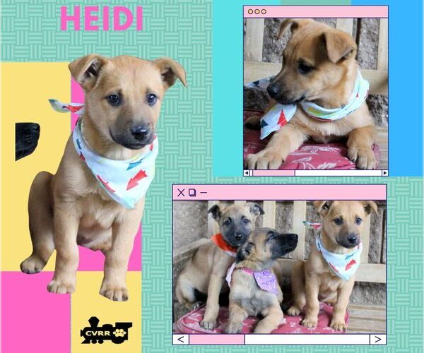 Medium Photo #1 Mutt Puppy For Sale in Lindsay, CA, USA