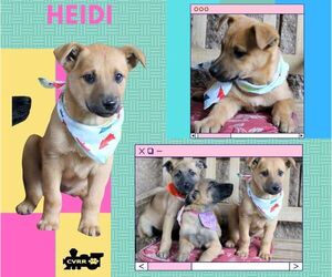 Mutt Dogs for adoption in Lindsay, CA, USA