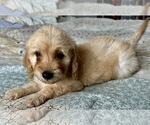 Small Photo #68 Goldendoodle (Miniature) Puppy For Sale in PENSACOLA, FL, USA