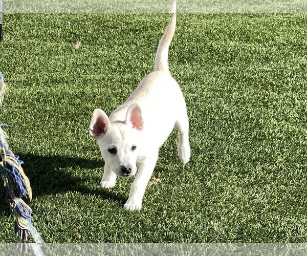 Medium Photo #8 Huskies -Unknown Mix Puppy For Sale in La Verne, CA, USA