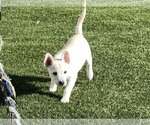 Small #7 Huskies  Mix