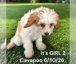 Litter of 6 - Male(s) and Female(s) Cavapoo (Miniature)Litter of Puppies for Sale - Photo #3