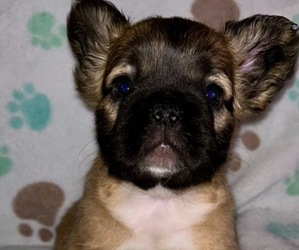 French Bulldog Puppy for sale in KENOSHA, WI, USA