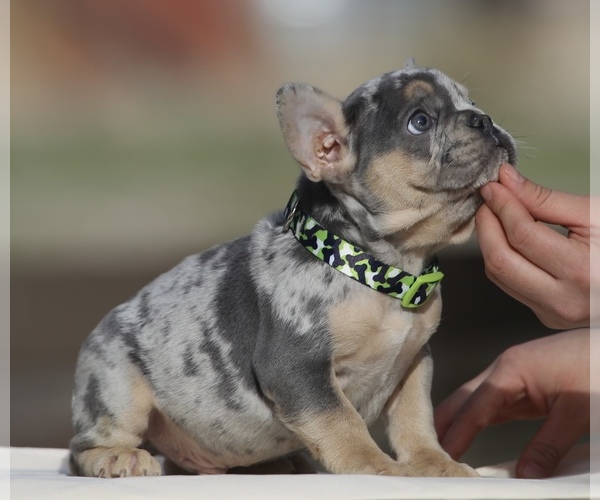 Medium Photo #1 French Bulldog Puppy For Sale in PHILLIPS RANCH, CA, USA