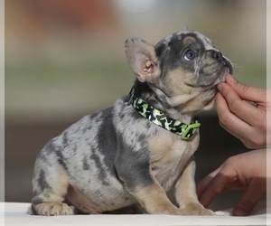 French Bulldog Puppy for Sale in PHILLIPS RANCH, California USA