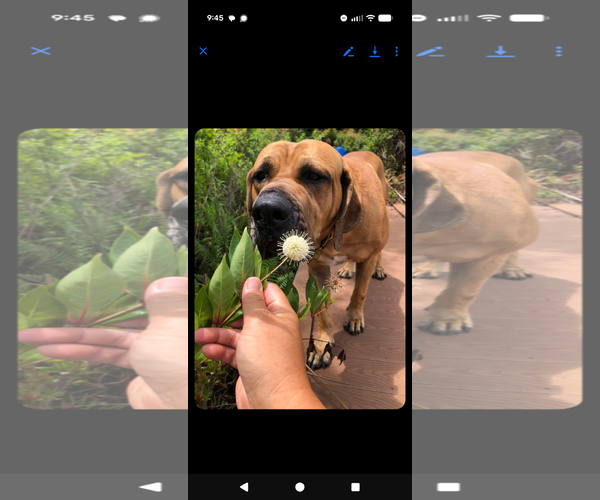 Medium Photo #8 Brazilian Mastiff Puppy For Sale in Jasper, AL, USA
