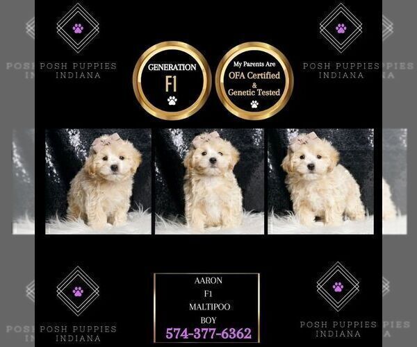 Medium Photo #3 Maltipoo Puppy For Sale in WARSAW, IN, USA
