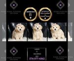 Small Photo #3 Maltipoo Puppy For Sale in WARSAW, IN, USA