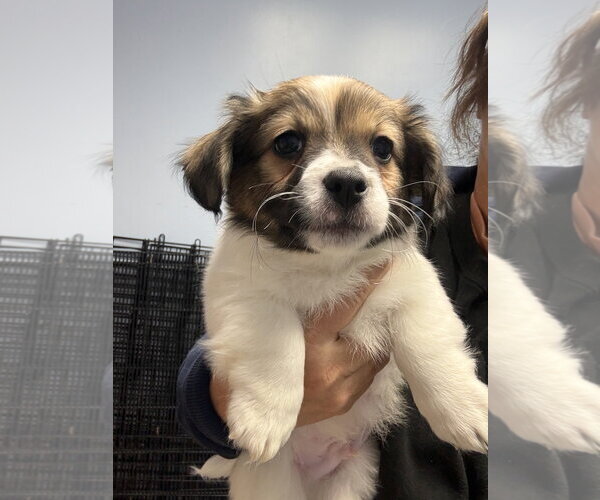 Medium Photo #3 Mutt Puppy For Sale in Gilberts, IL, USA