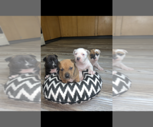 American Bully Puppy for sale in COLLINSVILLE, IL, USA
