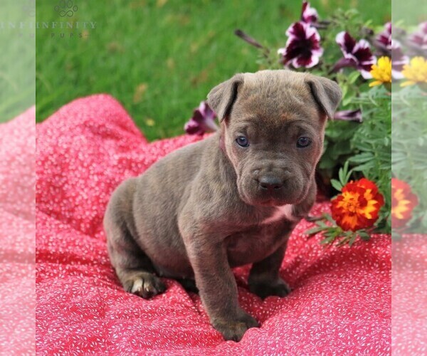 Medium Photo #4 Cane Corso Puppy For Sale in MYERSTOWN, PA, USA