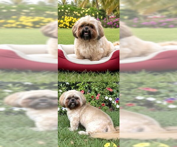 Medium Photo #6 Shih Tzu Puppy For Sale in Weston, FL, USA