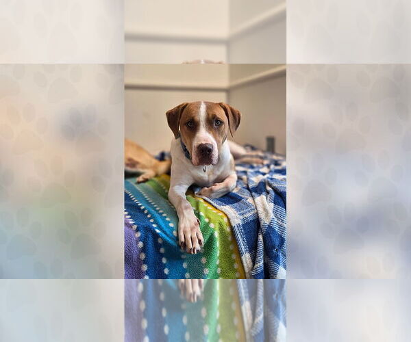 Medium Photo #2  Puppy For Sale in , 