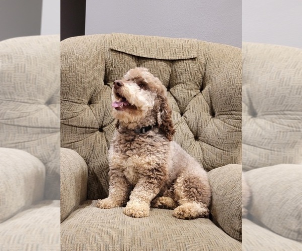 Medium Photo #1 Aussiedoodle Miniature  Puppy For Sale in DOSS, MO, USA