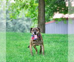 Small #1 Mutt