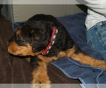 Small Photo #12 Airedale Terrier Puppy For Sale in CHARLESTOWN, IN, USA