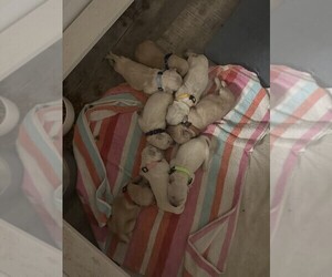 Golden Retriever Litter for sale in CHARLES TOWN, WV, USA