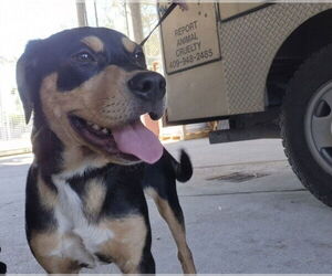 Rottweiler-Unknown Mix Dogs for adoption in Texas City, TX, USA