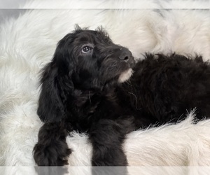 Irish Doodle Puppy for sale in DUNDEE, OH, USA