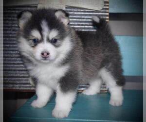 Pomsky Puppy for sale in LOS ANGELES, CA, USA