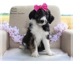 Puppy Mocha Bordoodle