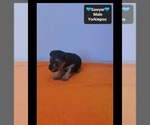 Sawyer - Male Yorkipoo Puppy for Sale - Photo #2