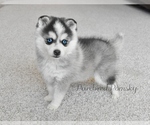 Small #2 Pomsky