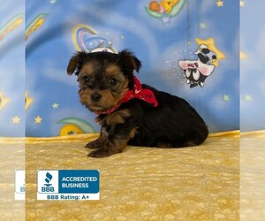 Yorkshire Terrier Puppy for sale in WINNSBORO, LA, USA
