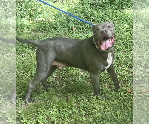 Medium Photo #3 American Pit Bull Terrier-American Staffordshire Terrier Mix Puppy For Sale in Munford, TN, USA