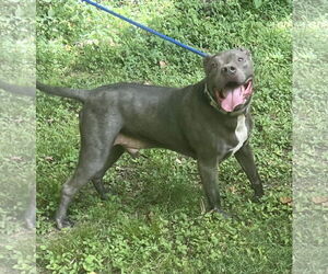 Kingston needs foster home (See Video) - Male American Pit Bull Terrier-American Staffordshire Terrier Mix Dog for Adoption - Photo #3