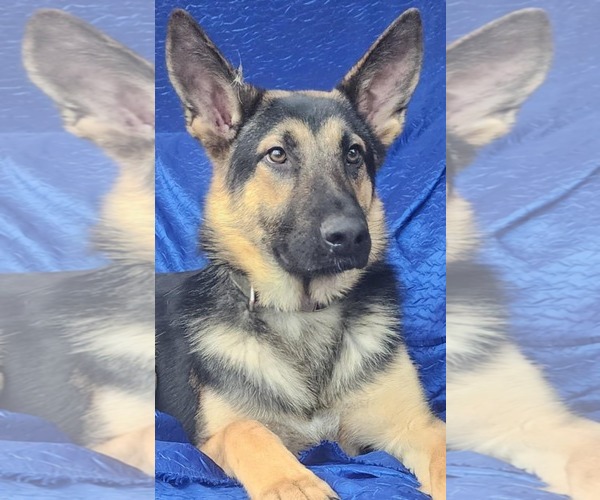 Medium Photo #3 German Shepherd Dog Puppy For Sale in Cuba, NY, USA