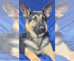 Small #2 German Shepherd Dog