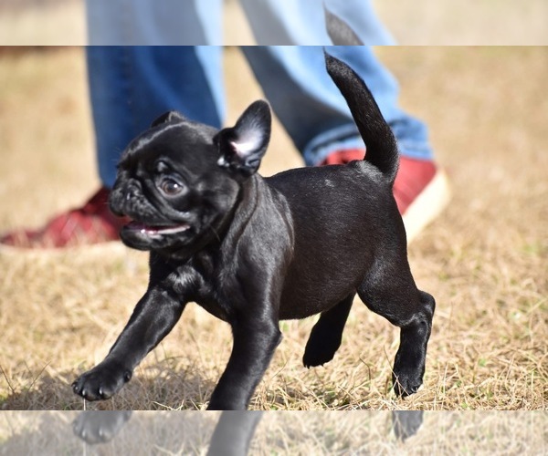 Medium Photo #4 Pug Puppy For Sale in PALM COAST, FL, USA