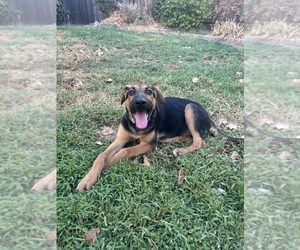Doberman Pinscher-German Shepherd Dog Mix Dog for Adoption in ROSEVILLE, California USA