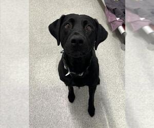 Labrador Retriever Dogs for adoption in Fort Collins, CO, USA