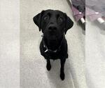 ARROW - Male Labrador Retriever Dog for Adoption - Small photo