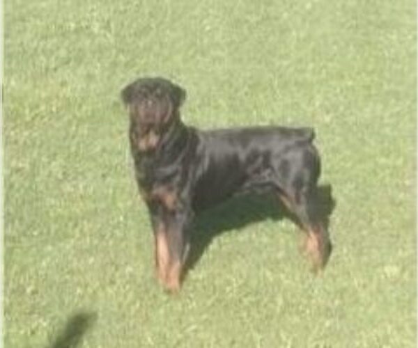 Medium Photo #1 Rottweiler Puppy For Sale in BELGRADE, MT, USA