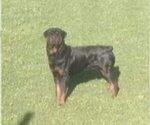 Small Photo #1 Rottweiler Puppy For Sale in BELGRADE, MT, USA