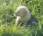 Small Photo #3 Golden Retriever Puppy For Sale in HAGERMAN, ID, USA