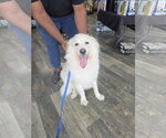 Small #1 Chow Chow-Great Pyrenees Mix