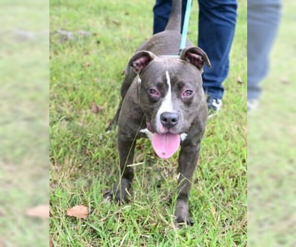 Medium Photo #6 American Pit Bull Terrier Puppy For Sale in Glen Allen, VA, USA